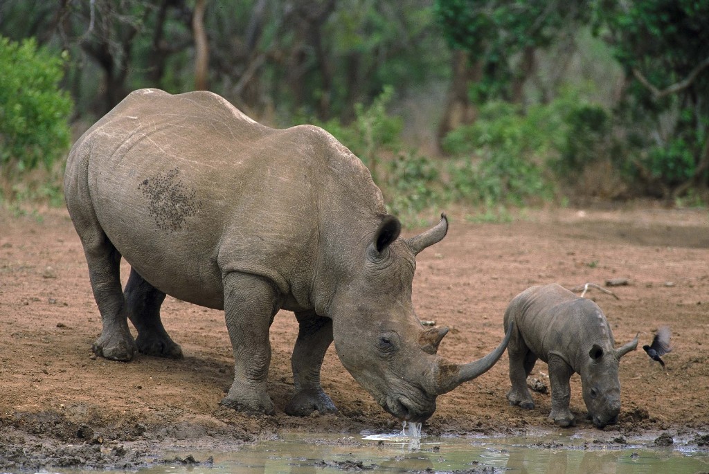 rhino2_jpg