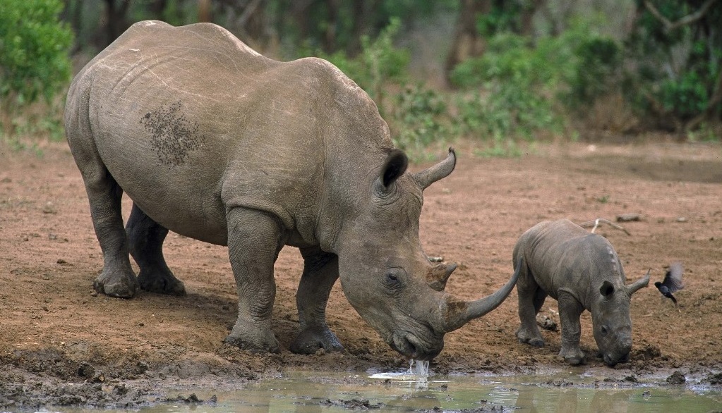 The Great Rhino Hunt of New Orleans